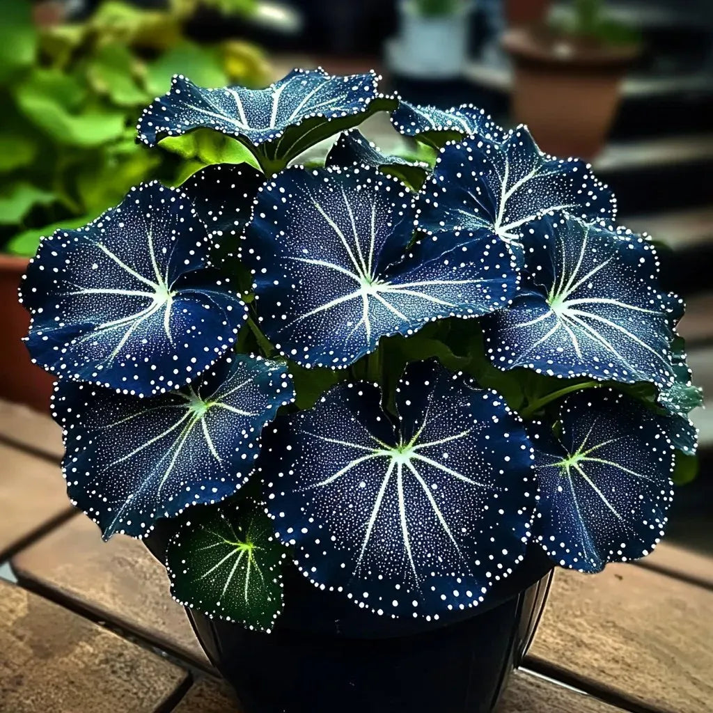 🌟Naktinė mėlynoji hosta – nuostabus jūsų namų papildymas! 🌟-LT