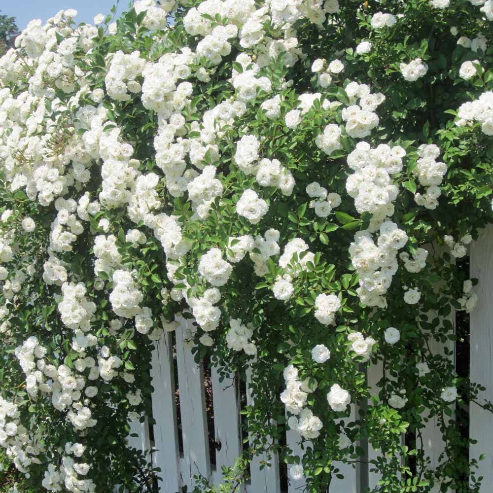 Vijoklinės rožės sėklos 🌹-LT