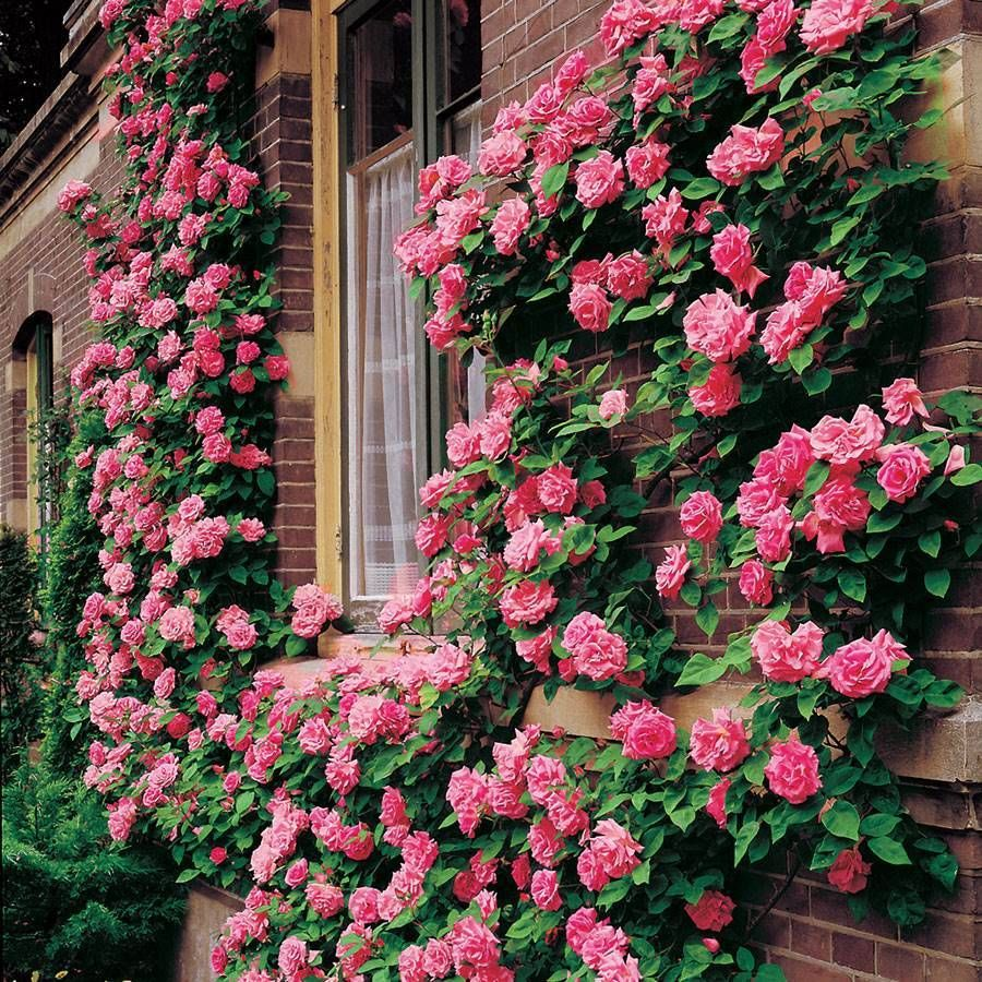 Vijoklinės rožės sėklos 🌹-LT