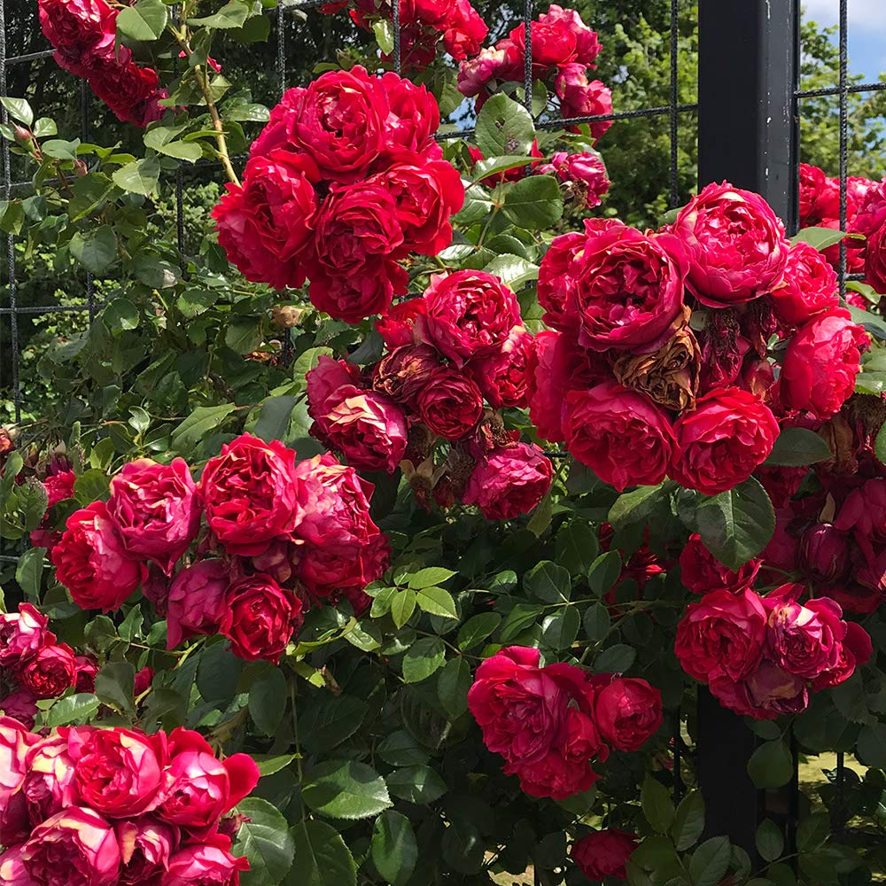 Vijoklinės rožės sėklos 🌹-LT