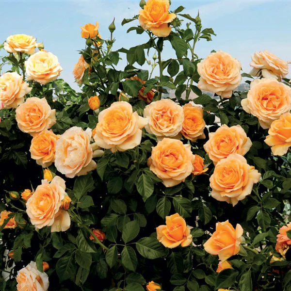 Vijoklinės rožės sėklos 🌹-LT