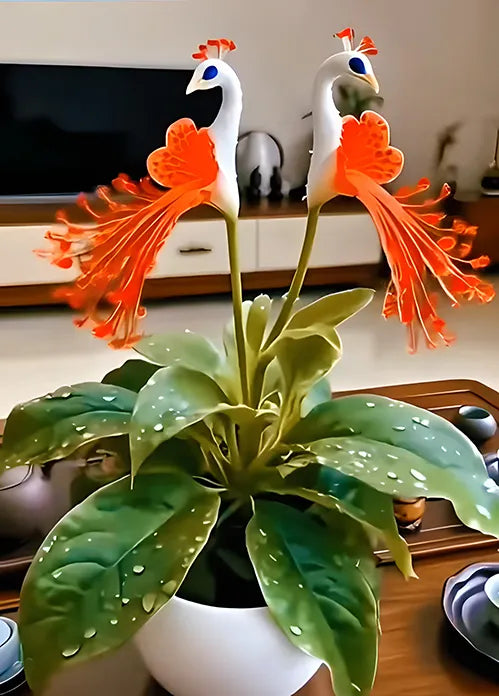 Semillas de orquídea pavo real-ES