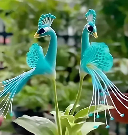 Semillas de orquídea pavo real-ES
