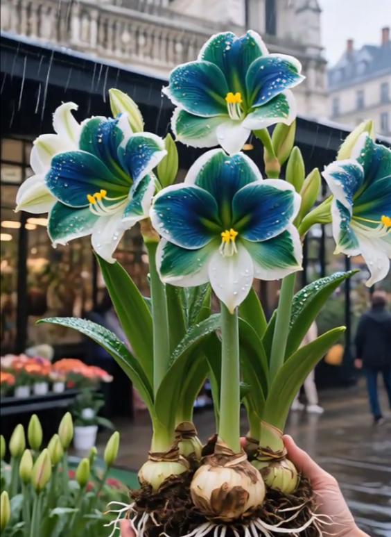 Čebulice dišečega amarilisa z dvojnimi cvetnimi listi-SI