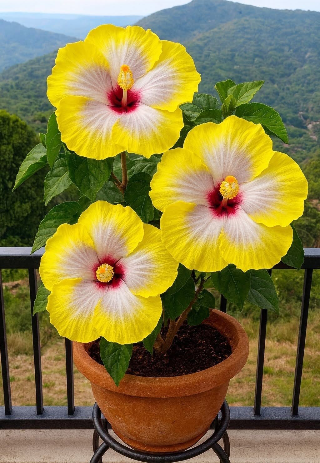 Rijetke lukovice hibiskusa – u saksiji, na balkonu, zimska sadnja-HR