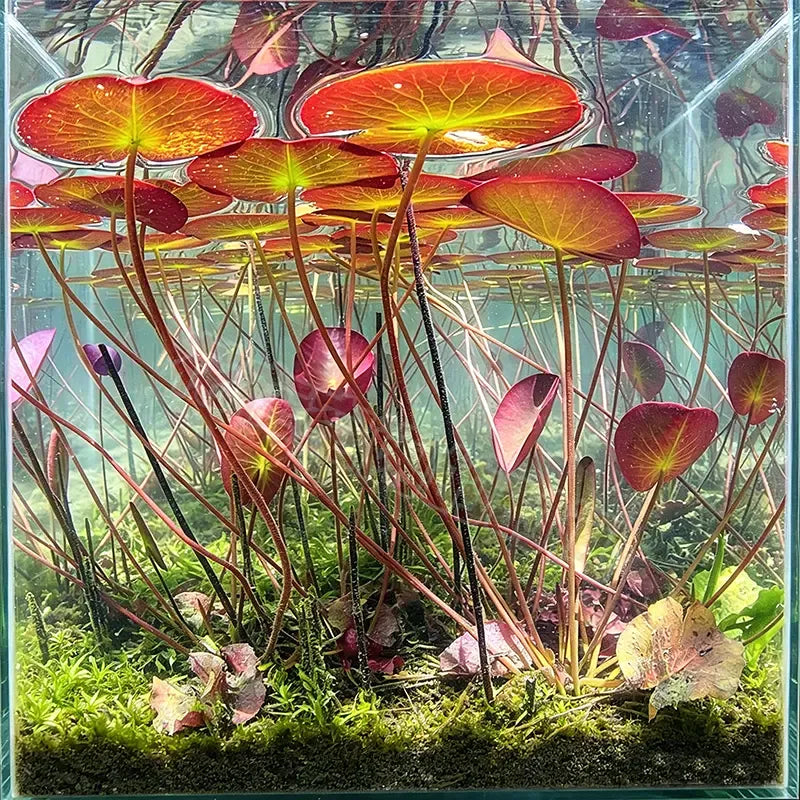 🐟Hüdropoonilised punase lootose juured🌿 Muutke oma akvaarium elavaks aiaks-EE