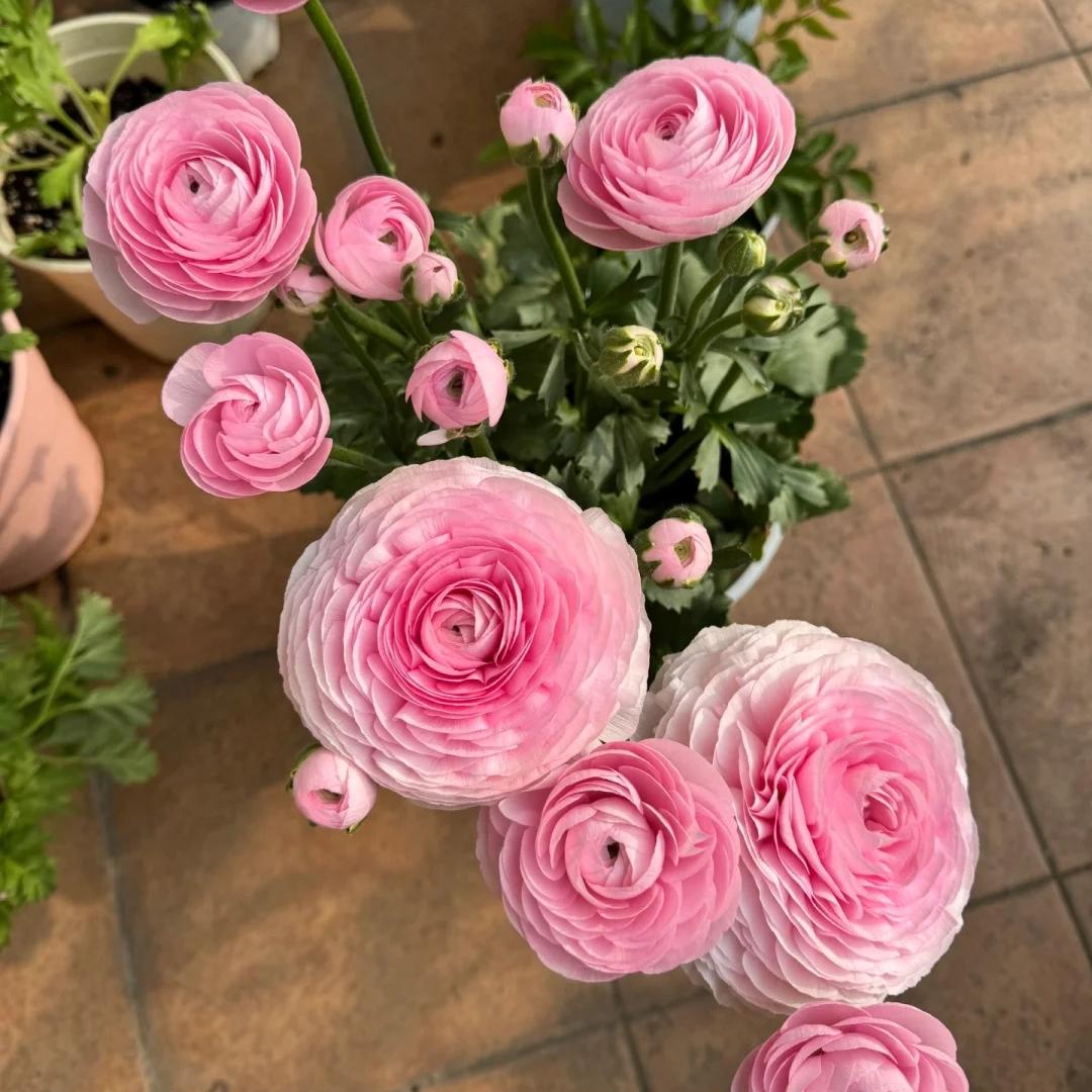 Gundegas sīpolpuķes – smalkas, elegantas, neaizmirstamas 🌸-LV