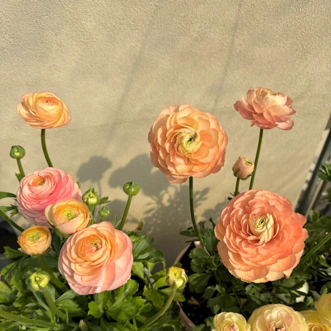 Gundegas sīpolpuķes – smalkas, elegantas, neaizmirstamas 🌸-LV