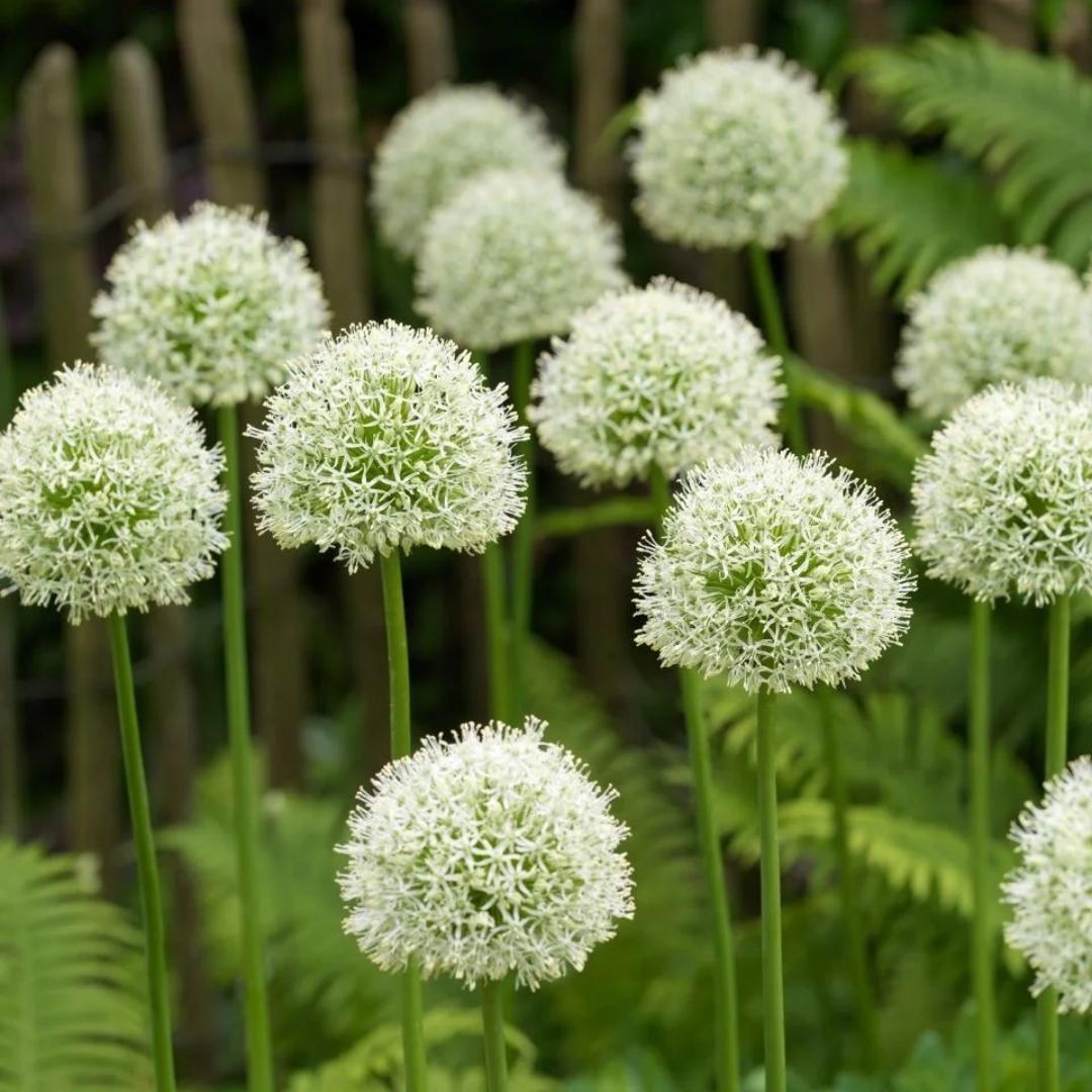 Ukrasni cvijet luka Allium Giganteum-HR