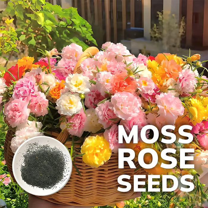 💫🌸COMPRA 1, LLÉVATE 1 GRATIS | Rosa musgosa🌿 Semillas de flores perennes con suplemento para el crecimiento de la planta-ES