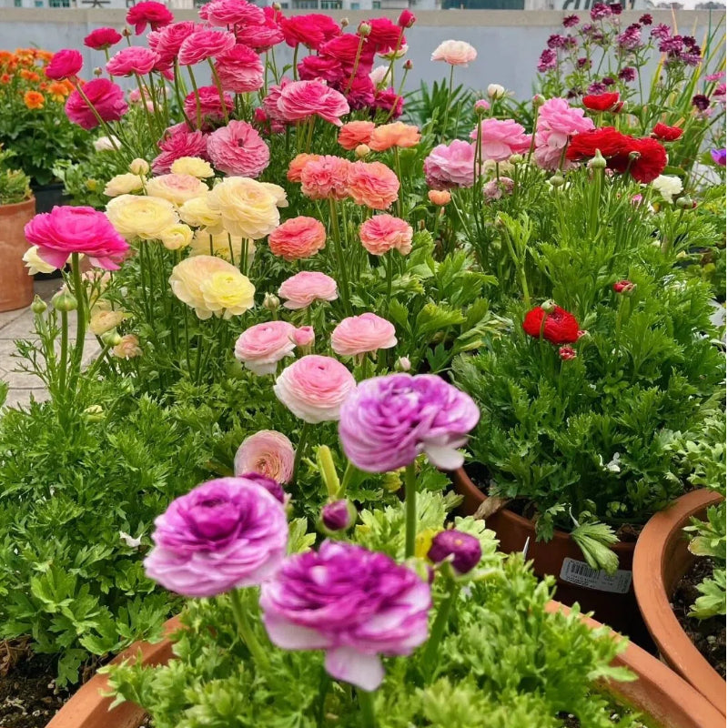 Gundegas sīpolpuķes – smalkas, elegantas, neaizmirstamas 🌸-LV