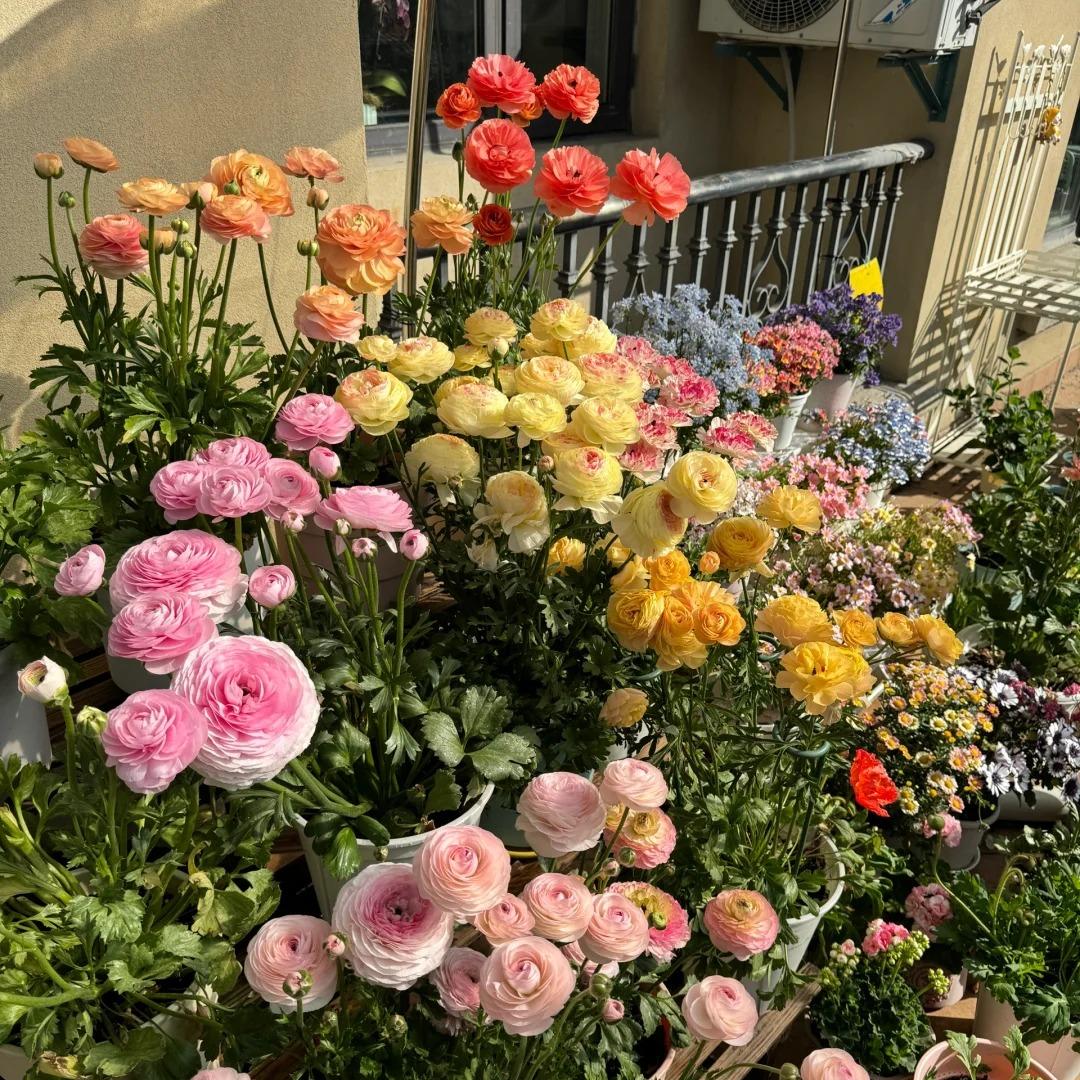 Gundegas sīpolpuķes – smalkas, elegantas, neaizmirstamas 🌸-LV