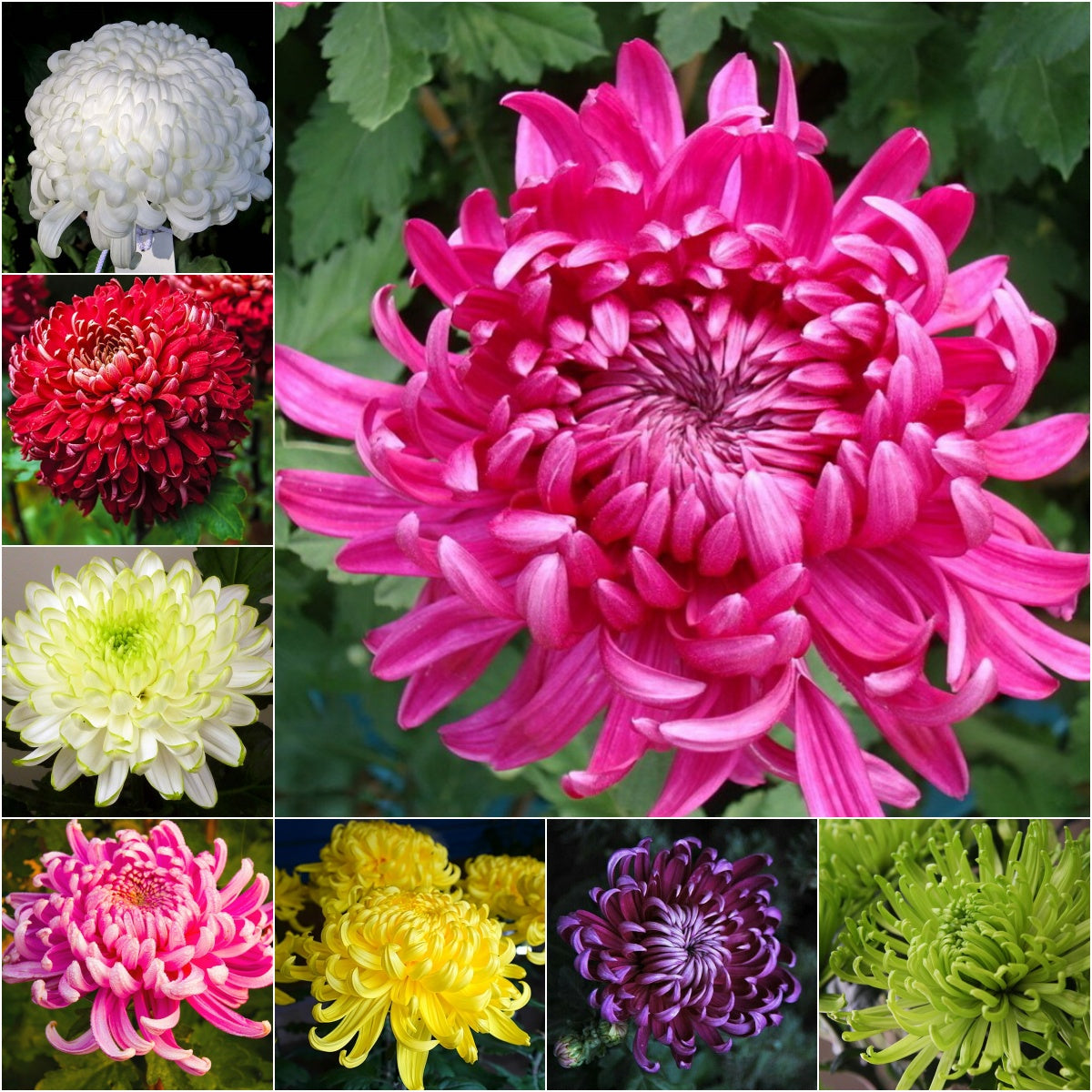 🌺Flor de la Elegancia🌼Semillas de Crisantemo Gigante-ES