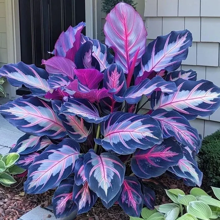 🌿 Πολύχρωμοι σπόροι Hosta – ο βασιλιάς της σκιάς στον κήπο! 🌿-GR