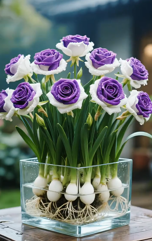 🌈Hidroponinės, retos, dvispalvės rožių svogūnėlės: spalvingas gamtos stebuklas 🌹-LT