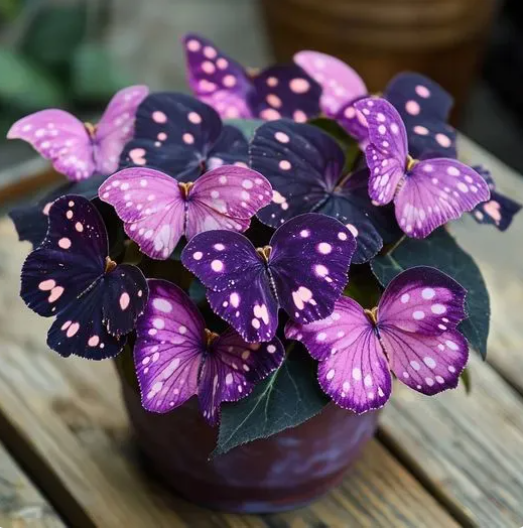 💥 Nové begónie 🦋 Semená motýľej begónie 🌱 Bonsaj, aký ste ešte nevideli-SK
