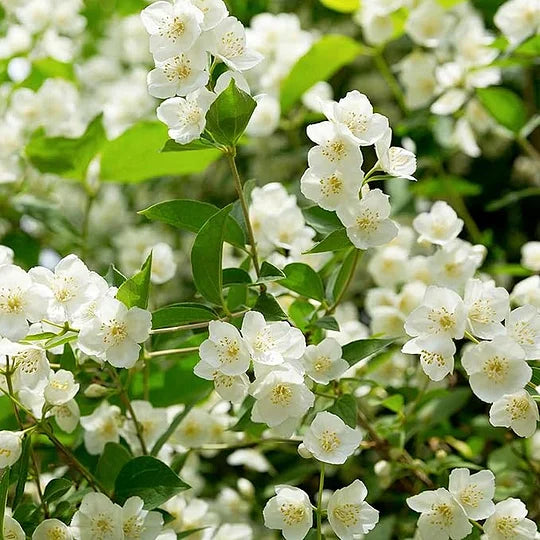 AKCIJAS PĒDĒJĀ DIENA - 49% ATLAIDE 🌸Skaists jasmīna augs podā (var stādīt ziemā)🌸-LV