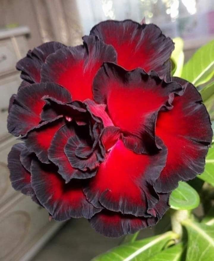 🔥Καλλιεργήστε τη Βασίλισσα της Ερήμου – τώρα σε μειωμένη τιμή!🎁 😍Λατρεύει την άνθιση, έχει μεγάλη περίοδο ανθοφορίας 🌵 Τριαντάφυλλο της Ερήμου-GR