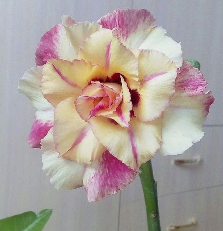 🔥Καλλιεργήστε τη Βασίλισσα της Ερήμου – τώρα σε μειωμένη τιμή!🎁 😍Λατρεύει την άνθιση, έχει μεγάλη περίοδο ανθοφορίας 🌵 Τριαντάφυλλο της Ερήμου-GR