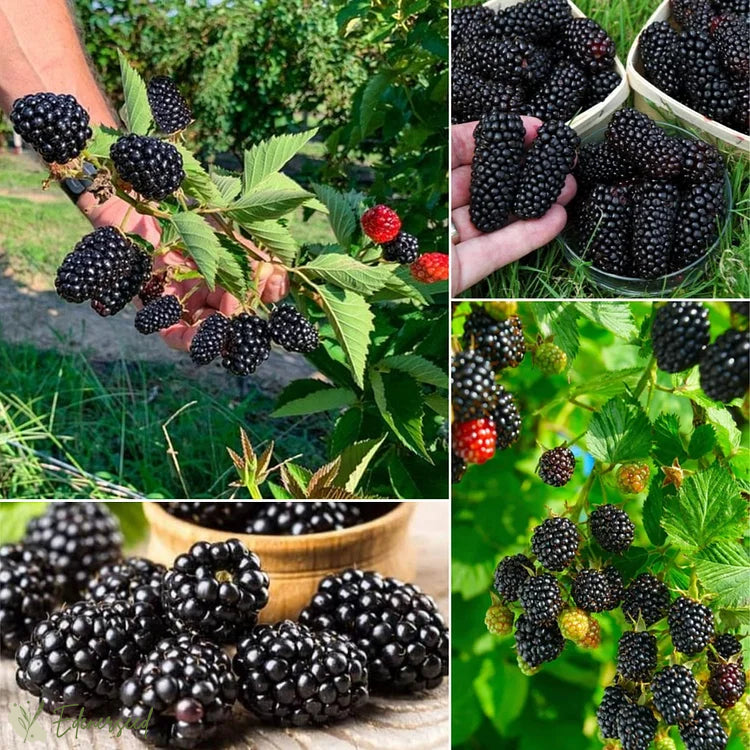 Saldžiųjų milžinų gervuogių sėklos-LT