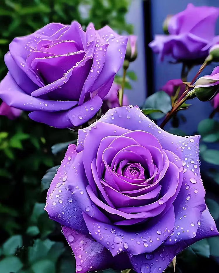 🟣 Una planta rara con una rosa de color púrpura oscuro: un arbusto perenne vivo.-ES
