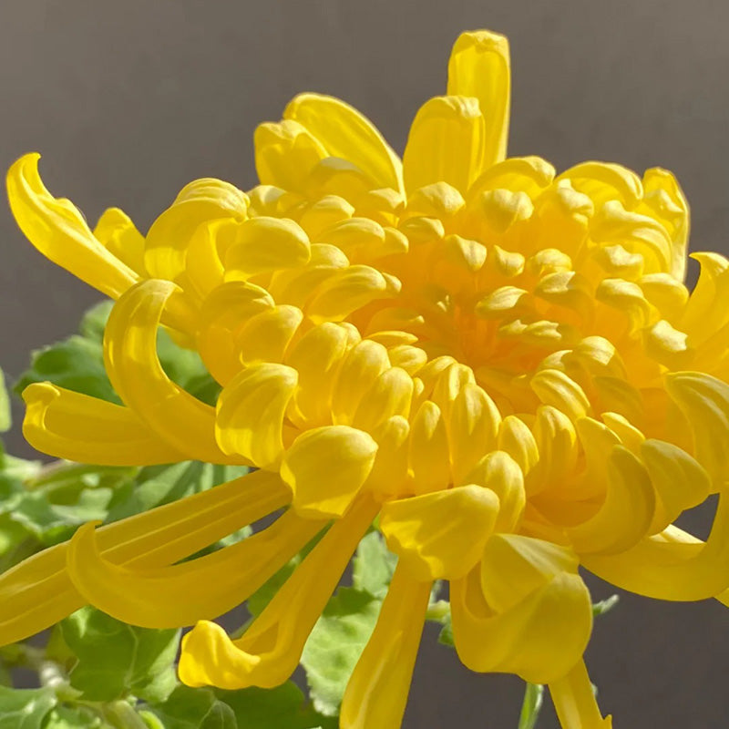🌺Flor de la Elegancia🌼Semillas de Crisantemo Gigante-ES