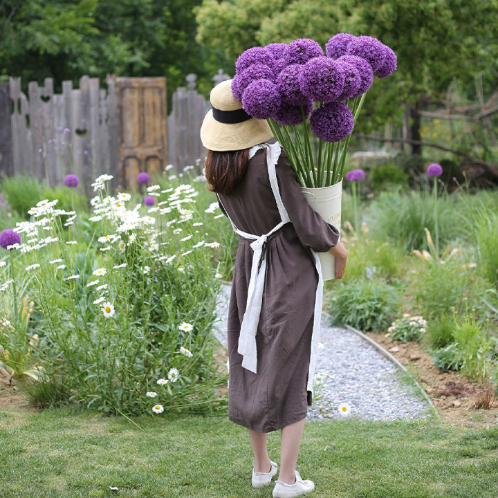 Ukrasni cvijet luka Allium Giganteum-HR