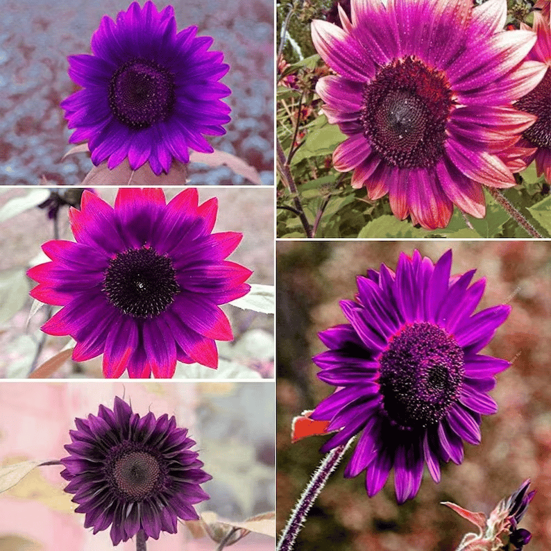 Paskutinės 8000 sėklų💜 „Midnight Sun“ milžiniškos saulėgrąžų sėklos🌻 Reta veislė ir užauga iki 8 pėdų ir daugiau-LT