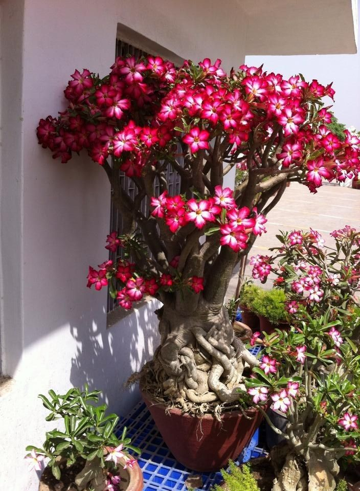 🔥Καλλιεργήστε τη Βασίλισσα της Ερήμου – τώρα σε μειωμένη τιμή!🎁 😍Λατρεύει την άνθιση, έχει μεγάλη περίοδο ανθοφορίας 🌵 Τριαντάφυλλο της Ερήμου-GR