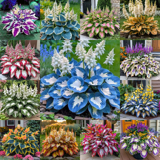 Hardy Beauty: Λουλούδια Hosta ανθεκτικά στη σκιά και το κρύο-GR
