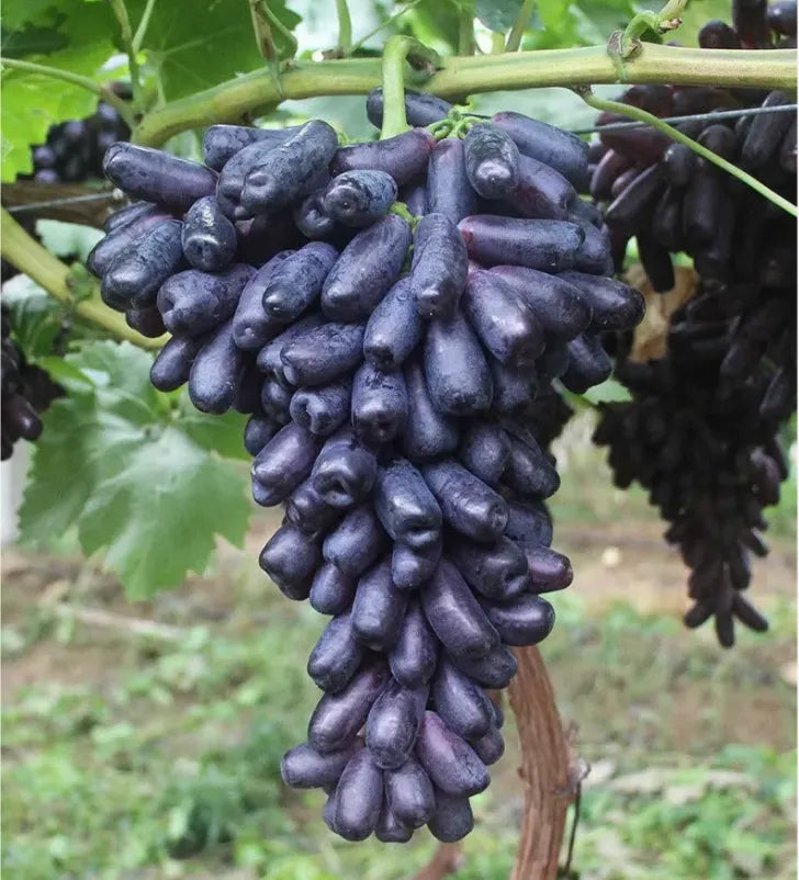🔥 ÚLTIMO DÍA Promoción 30% de descuento 💜 Uva Zafiro Dulce (Uvas Dedo Raras) 🍇-ES