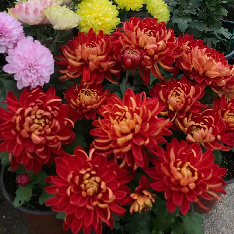 🌺Flor de la Elegancia🌼Semillas de Crisantemo Gigante-ES