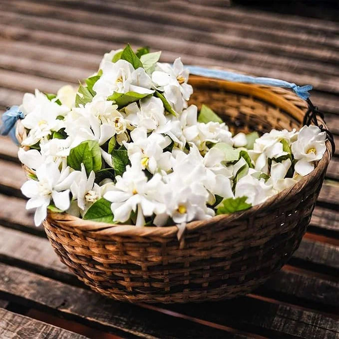 VIIMASE PÄEVA kampaania 35% SOODUSTUST 🌸 Jasmiini potitaim (🌱Ellujäämine garanteeritud: tasuta asendused🌿)-EE