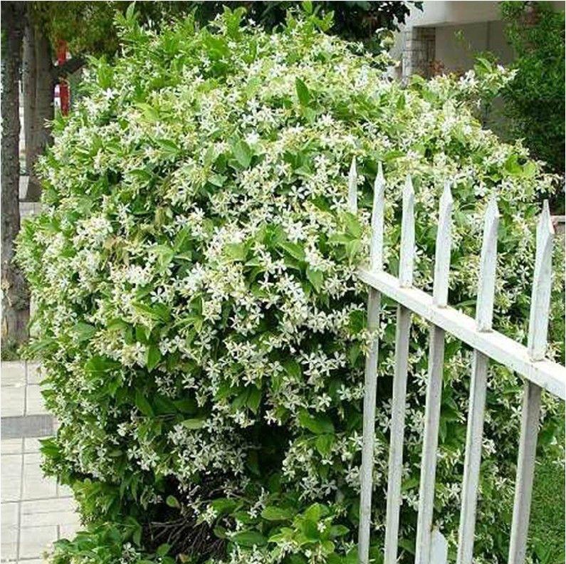 VIIMASE PÄEVA kampaania 35% SOODUSTUST 🌸 Jasmiini potitaim (🌱Ellujäämine garanteeritud: tasuta asendused🌿)-EE