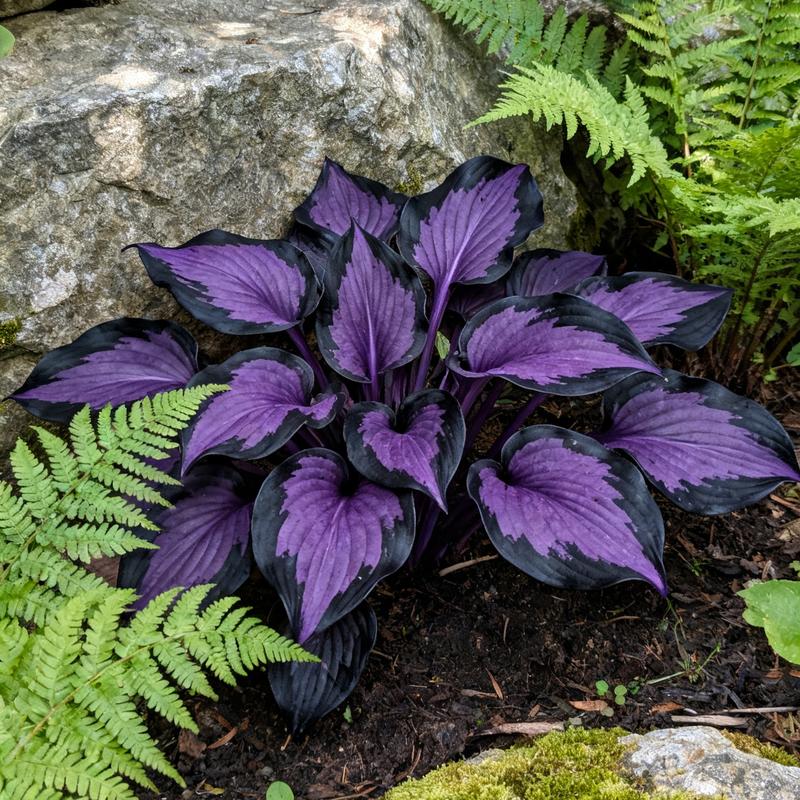 💥2025 m. karštas išpardavimas 🌌Vidurnakčio purpurinės širdies hosta sėklos – pavėsį mėgstantis daugiametis augalas sodui-LT