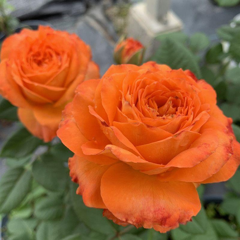 Vijoklinės rožės sėklos 🌹-LT