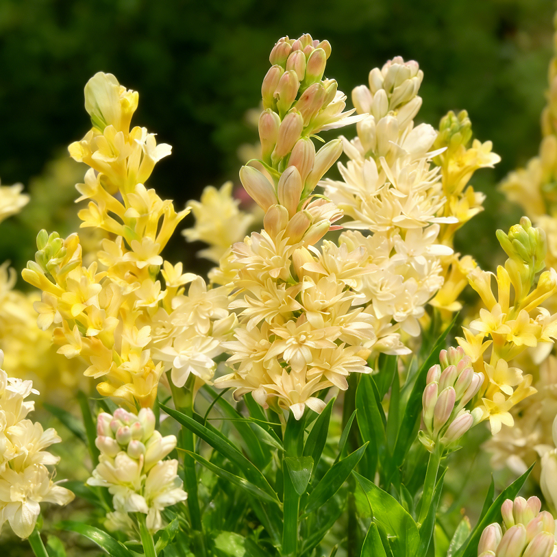 🌺Dvigubai kvepiančios tuberozos svogūnėliai – Mėnulio sodo gėlė-LT