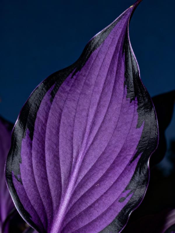 💥2025 m. karštas išpardavimas 🌌Vidurnakčio purpurinės širdies hosta sėklos – pavėsį mėgstantis daugiametis augalas sodui-LT