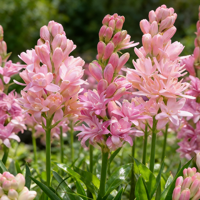 🌺Dvigubai kvepiančios tuberozos svogūnėliai – Mėnulio sodo gėlė-LT