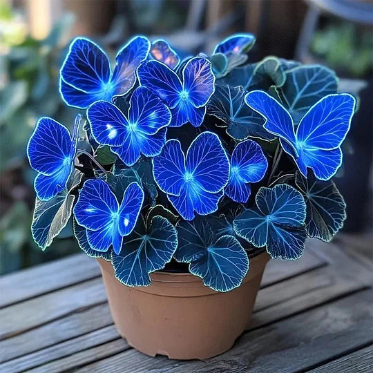 💥 Nové begónie 🦋 Semená motýľej begónie 🌱 Bonsaj, aký ste ešte nevideli-SK