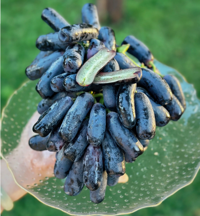 🔥 ÚLTIMO DÍA Promoción 30% de descuento 💜 Uva Zafiro Dulce (Uvas Dedo Raras) 🍇-ES