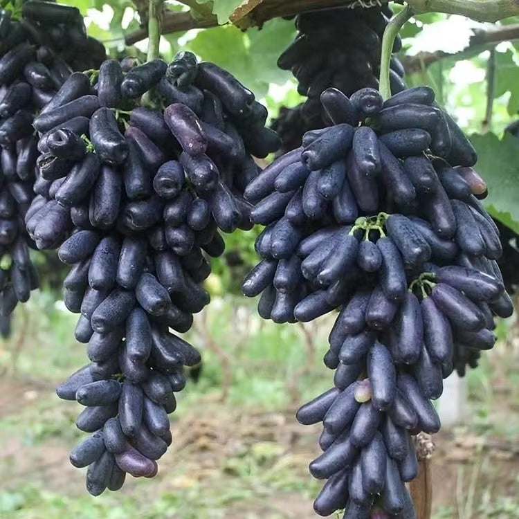 🔥 ÚLTIMO DÍA Promoción 30% de descuento 💜 Uva Zafiro Dulce (Uvas Dedo Raras) 🍇-ES