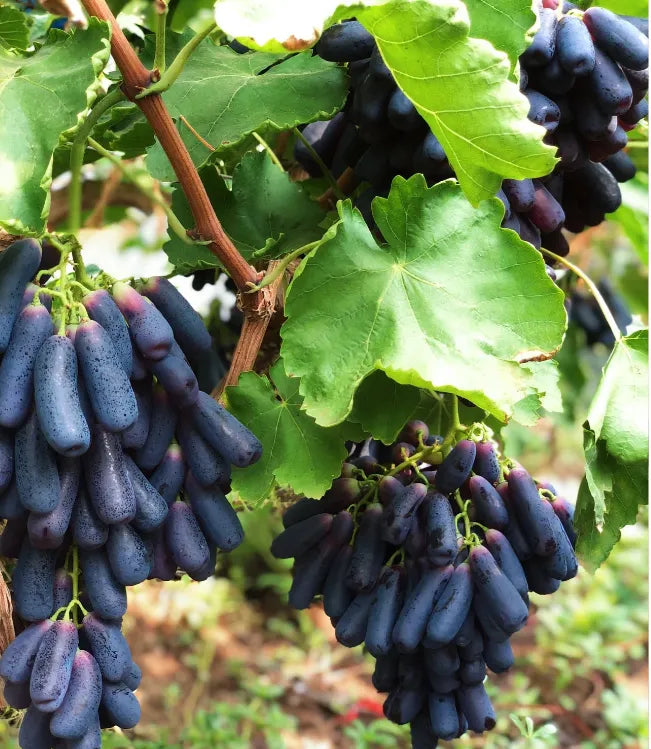 🔥 ÚLTIMO DÍA Promoción 30% de descuento 💜 Uva Zafiro Dulce (Uvas Dedo Raras) 🍇-ES