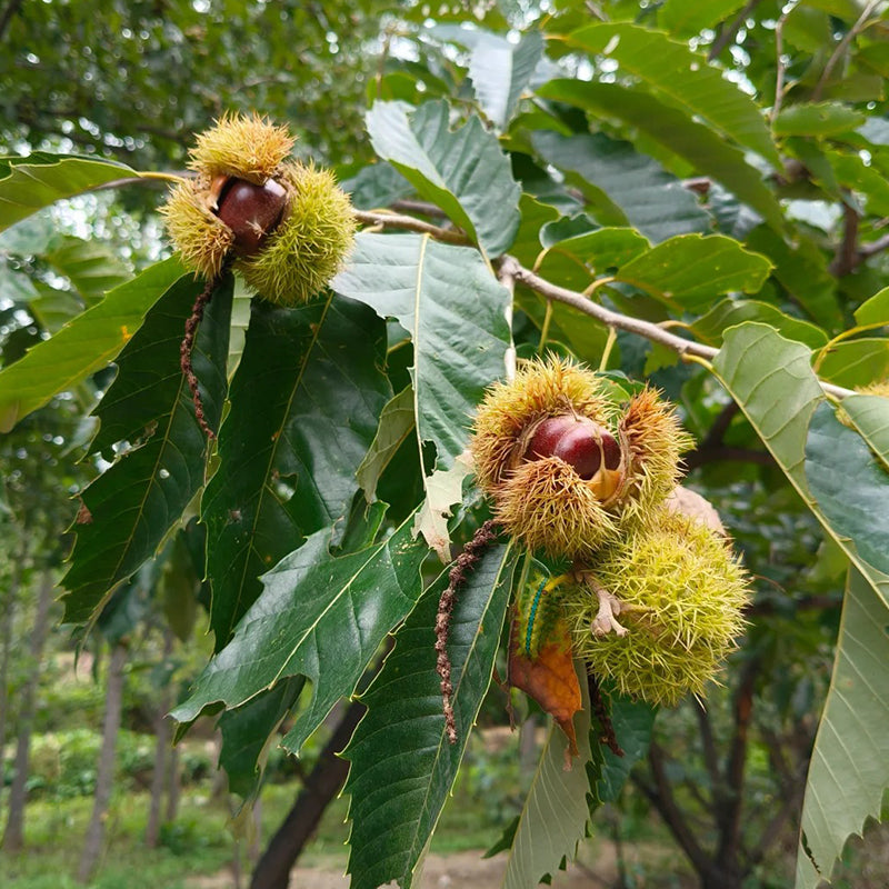Σπόροι ιπποκαστανιάς νάνου – γλυκοί και αρωματικοί ξηροί καρποί-GR