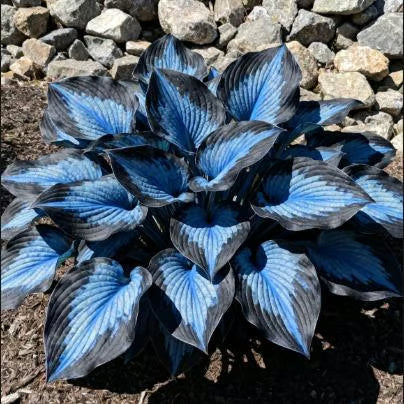 💥2025 m. karštas išpardavimas 🌌Vidurnakčio purpurinės širdies hosta sėklos – pavėsį mėgstantis daugiametis augalas sodui-LT