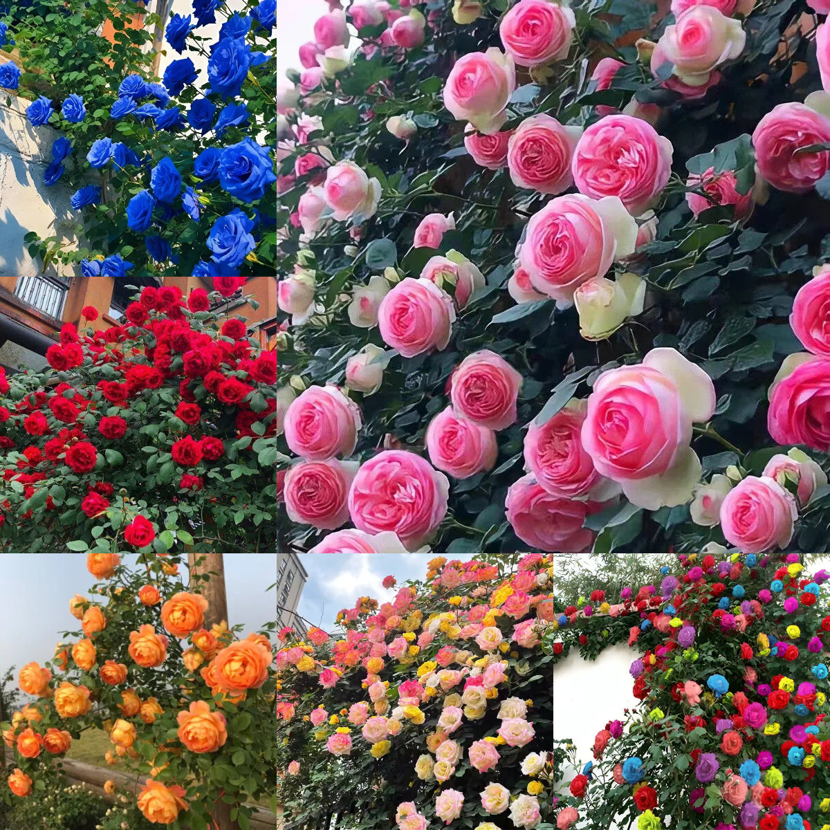 Vijoklinės rožės sėklos 🌹-LT