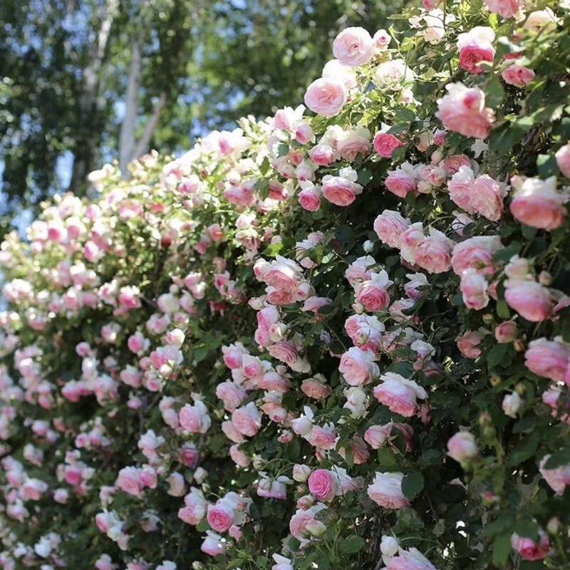 🌈 Aukščiausios kokybės vijoklinės rožės 🌹 Greitai augančios, lengvai prižiūrimos ir labai kvapnios ✨ Puikiai tinka bet kokiam sodui-LT