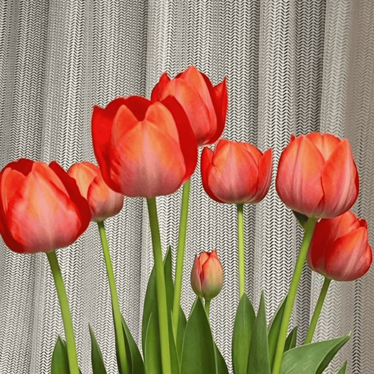 🌷Retos tulpių sėklos – spalvingi pavasario žiedai vazonams, apvadams ir sodams-LT