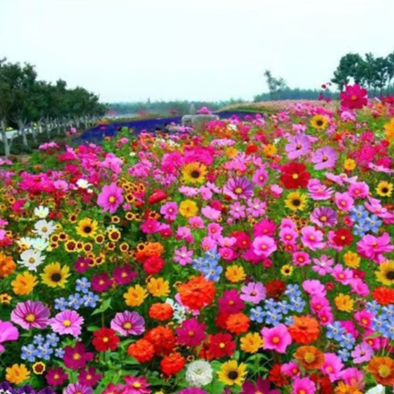 🔥Τελευταία ημέρα εκπτώσεων💐Μεικτοί σπόροι πολυετών λουλουδιών - πάνω από 60 μικτές ποικιλίες-GR