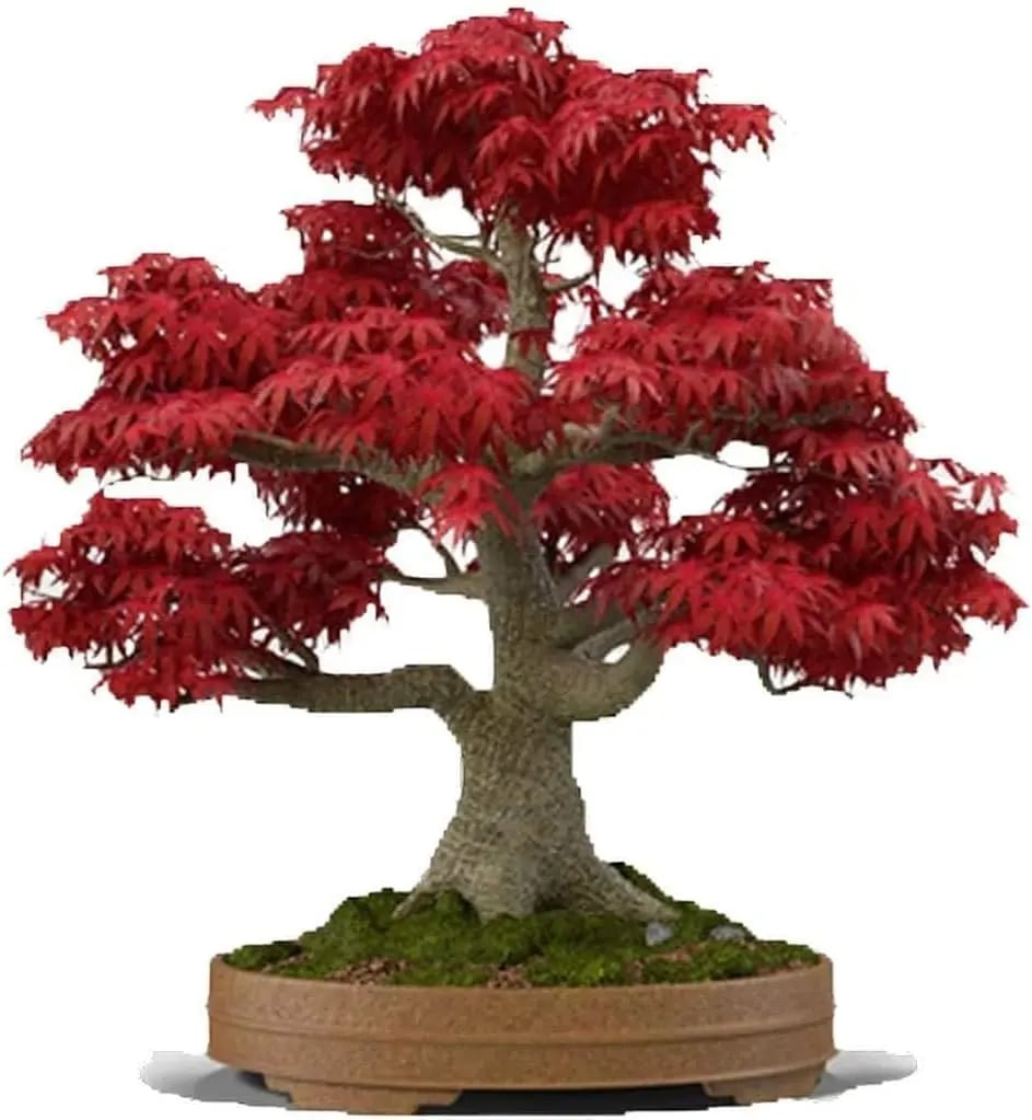 Vrhunsko sjeme japanskog crvenog javora – preko 30 sjemenki spektakularne grimizne boje 🍁-HR